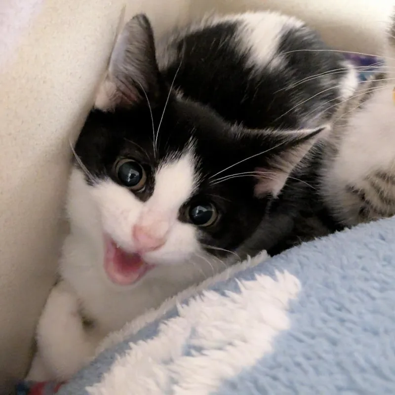 A baby small-sized female Black Domestic Short Hair cat named Gloria for adoption in Wantagh, NY