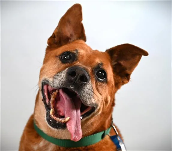A senior large-sized male Pit Bull Terrier dog named Sarge for adoption in Loveland, CO