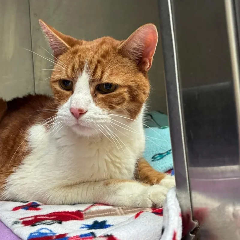 An adult medium-sized male Orange & White Domestic Short Hair cat named Wilson for adoption in Attleboro, MA