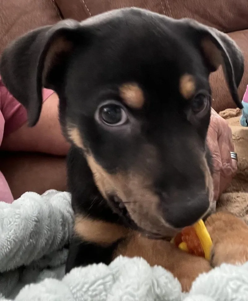 A baby medium-sized male Tricolor (Brown, Black, & White) Pit Bull Terrier dog named Filmore for adoption in Evansville, IN