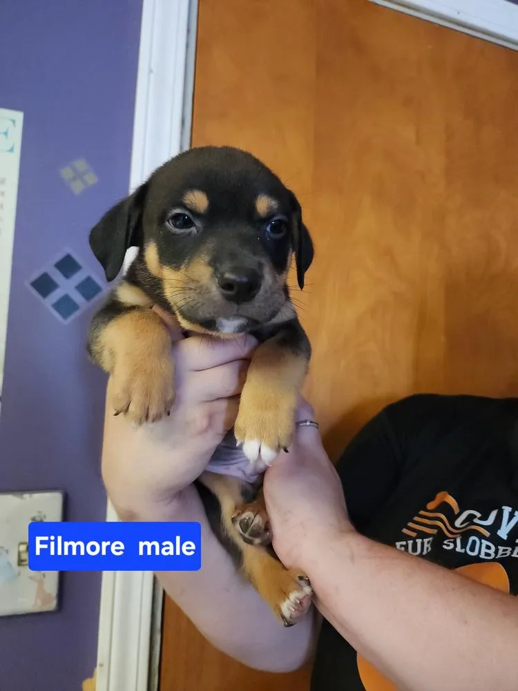 Filmore thumbnail 4