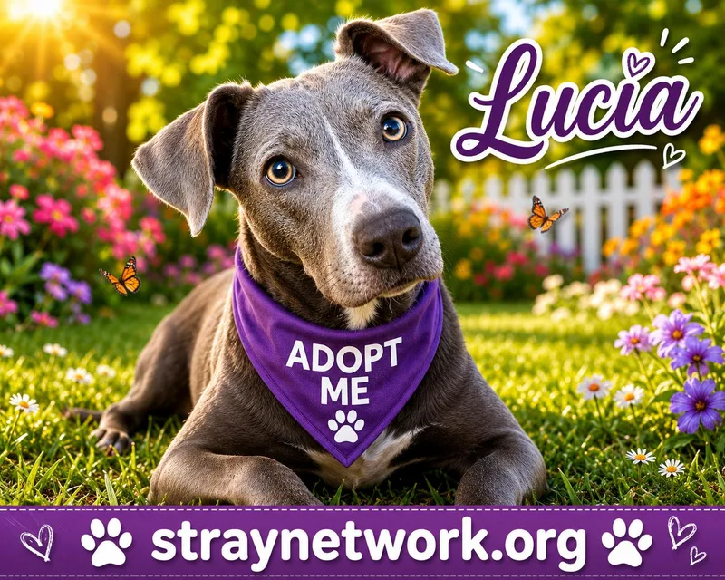 An adult medium-sized female Gray / Blue / Silver Pit Bull Terrier dog named Lucia for adoption in Hatfield, PA