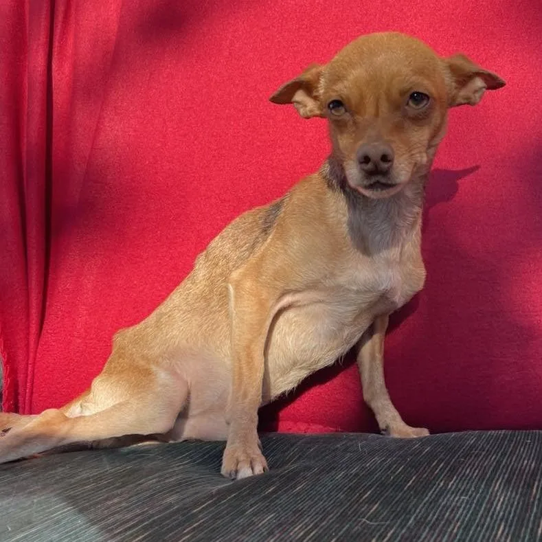 A senior small-sized male Yellow / Tan / Blond / Fawn Chihuahua dog named Jesus for adoption in Apple Valley, CA