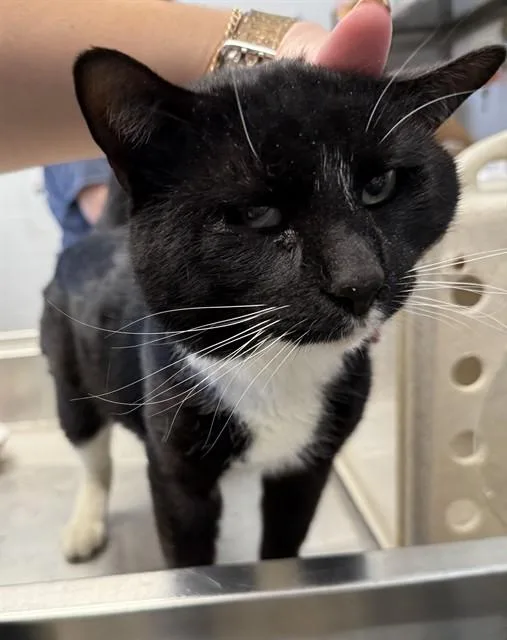 An adult medium-sized male Domestic Short Hair cat named Oreo Sundae for adoption in Haw River, NC