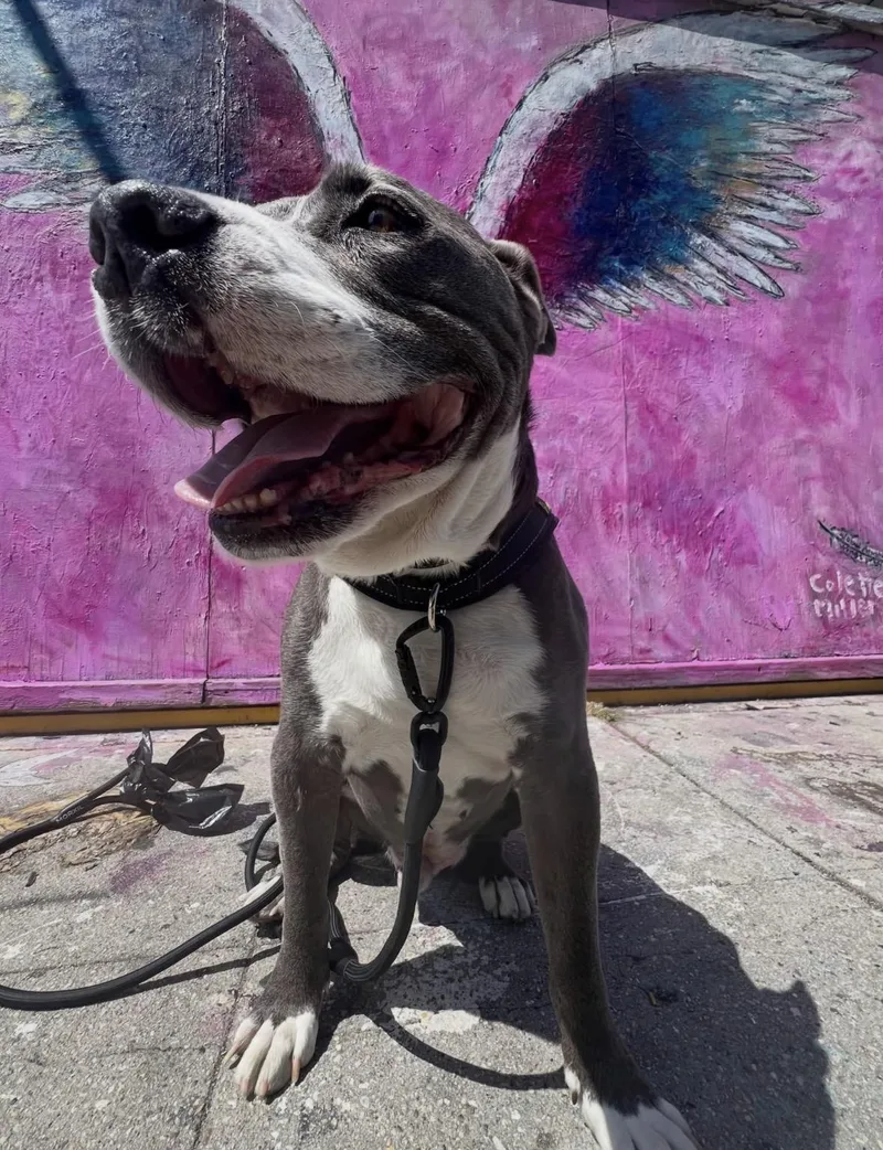 An adult large-sized male Gray / Blue / Silver Pit Bull Terrier dog named Axel for adoption in Upland, CA
