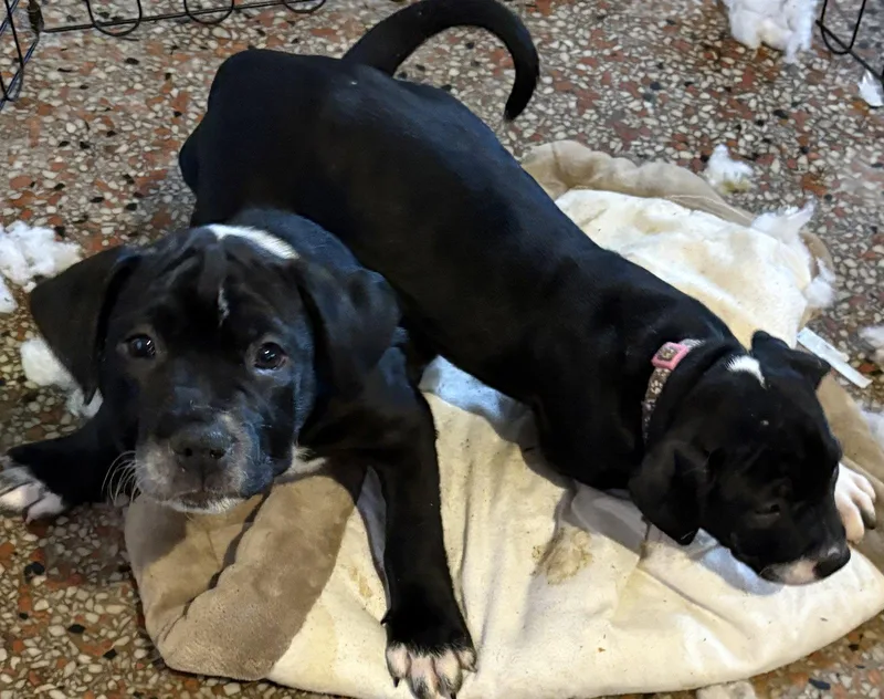 A baby medium-sized male Terrier dog named Rick Castle Fh for adoption in Sanford, FL