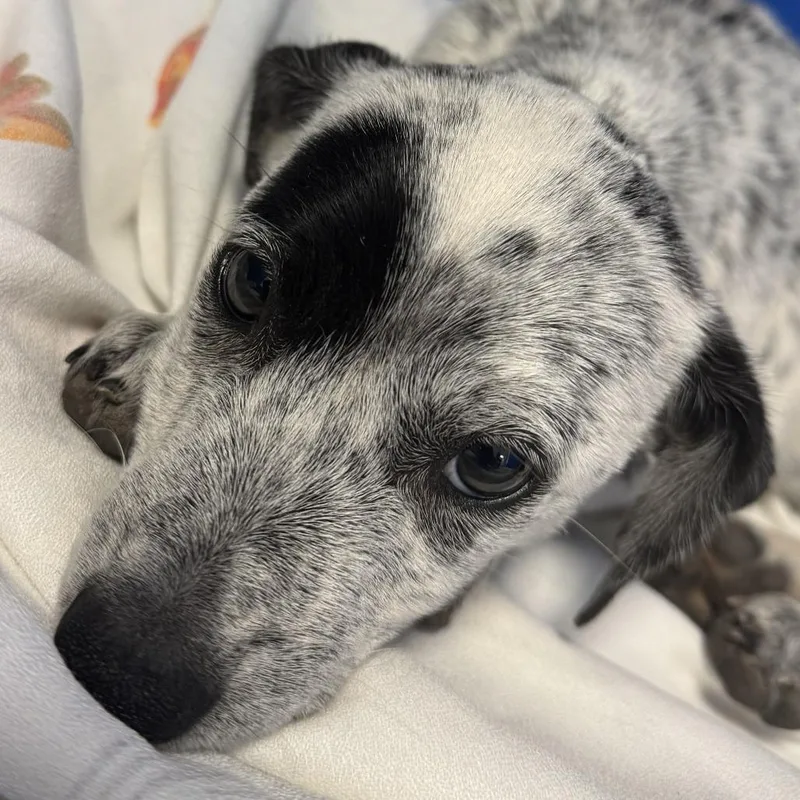 A baby small-sized female White / Cream Mixed Breed dog named Nibbles for adoption in Las Cruces, NM