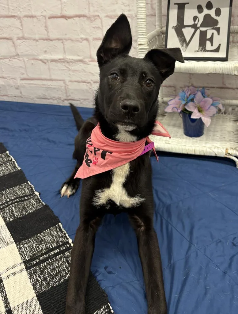 A baby medium-sized female Labrador Retriever dog named Goralna for adoption in Detroit, MI