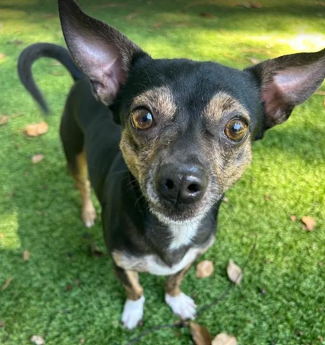 Snickers thumbnail 3