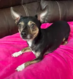 Snickers thumbnail 5