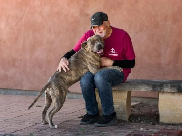 An adult medium-sized male Mixed Breed dog named Sancho for adoption in Santa Fe, NM