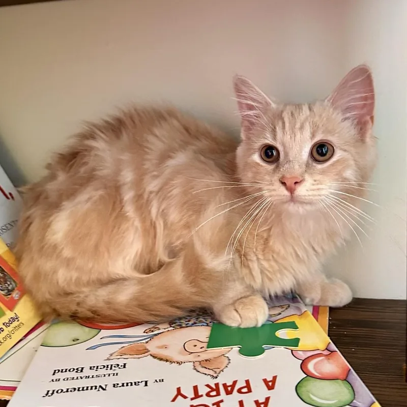 A baby medium-sized male Tabby (Orange / Red) Domestic Medium Hair cat named Dean Martin for adoption in Greensburg, PA