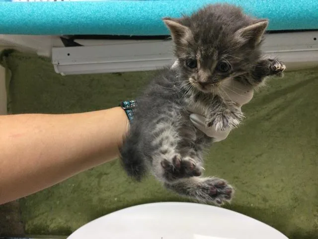 A baby small-sized female Domestic Short Hair cat named Micro for adoption in Riverside, CA