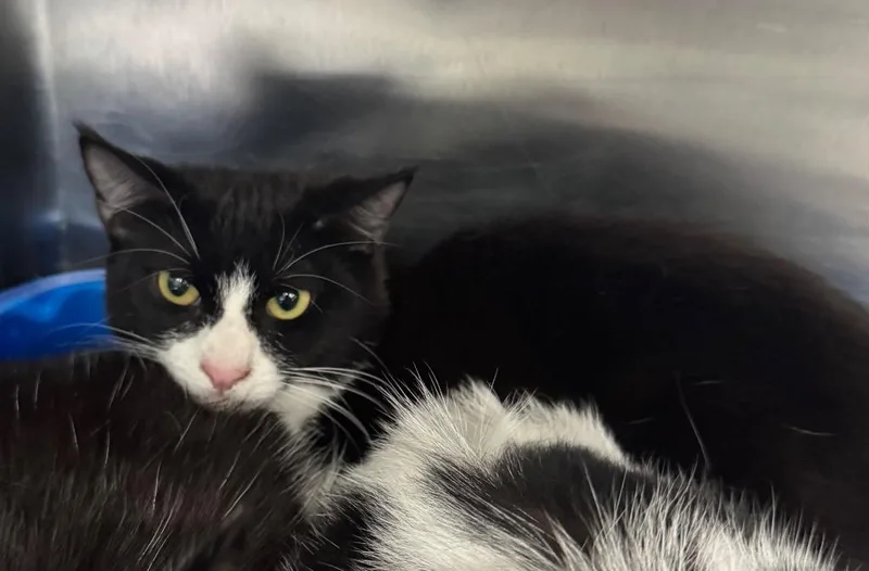 A baby medium-sized female Domestic Short Hair cat named Sofia for adoption in Danielsville, GA