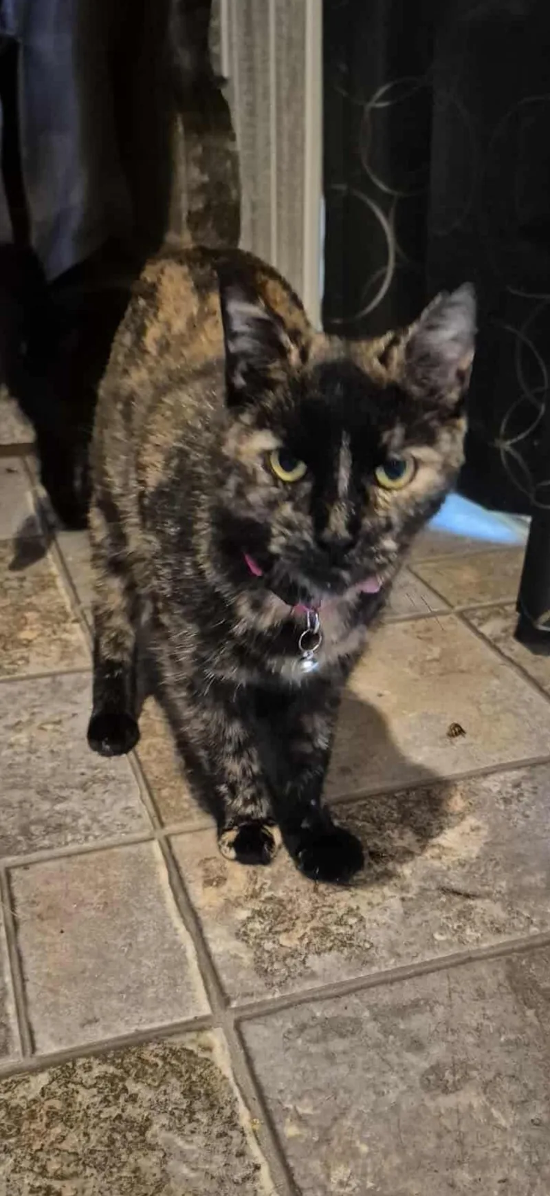 An adult medium-sized female Tortoiseshell cat named Hocus Pocus for adoption in Mechanicsburg, PA