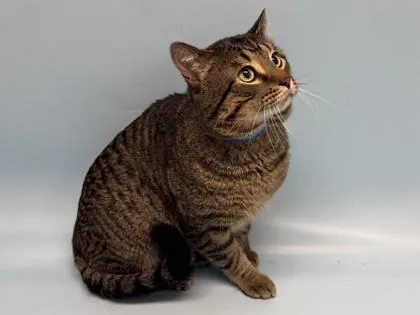 An adult small-sized male Domestic Short Hair cat named Rocky for adoption in Golden Valley, MN