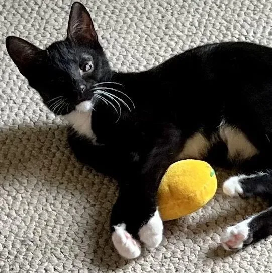 A baby small-sized male Black Domestic Short Hair cat named Odin for adoption in Lenhartsville, PA