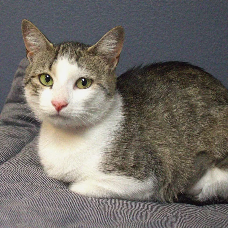 An adult medium-sized female Brown / Chocolate Domestic Short Hair cat named Purrci for adoption in Lakeland, FL