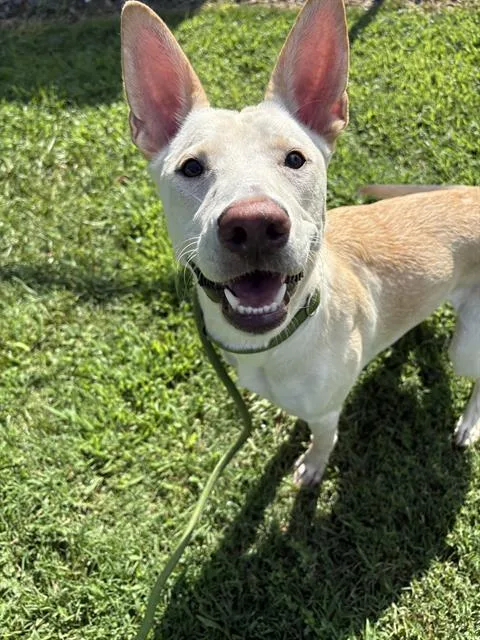 A young medium-sized female German Shepherd Dog dog named Pearl for adoption in Charlotte, NC