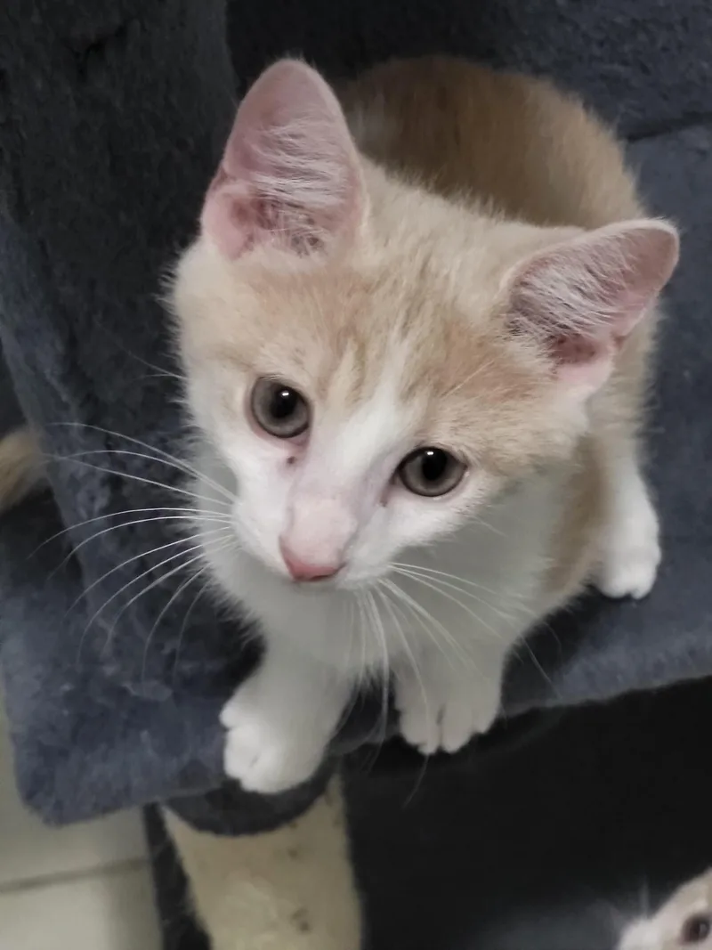 A baby small-sized male Domestic Short Hair cat named Wick Stevens for adoption in Somerset, KY