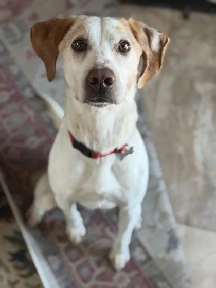 An adult medium-sized male Hound dog named Murphy for adoption in King William, VA
