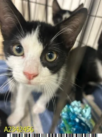 A baby small-sized male Domestic Short Hair cat named Freddy Purrger for adoption in West Palm Beach, FL