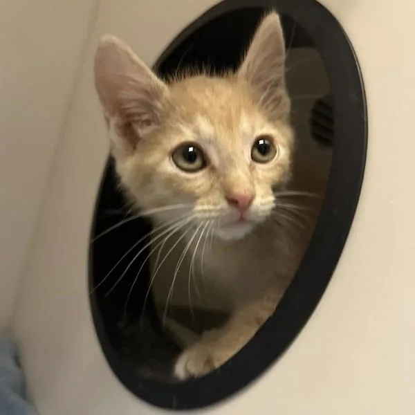 A baby small-sized male Domestic Short Hair cat named Brambleclaw for adoption in Walnut Creek, CA