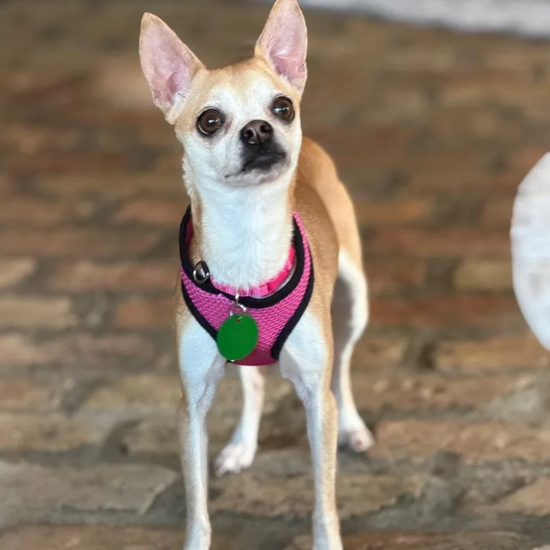 Chloe Bug