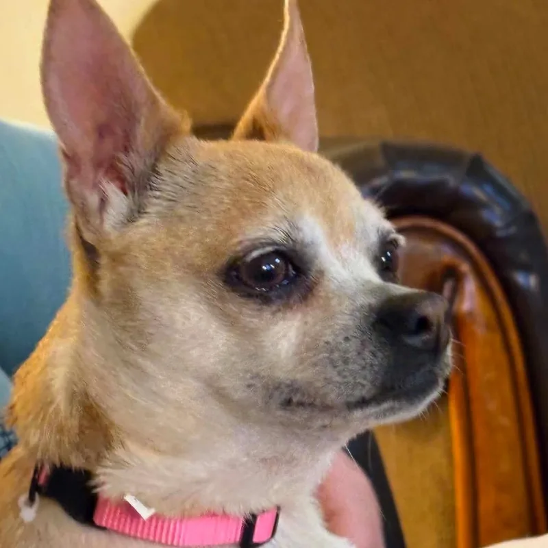 Chloe Bug thumbnail 5