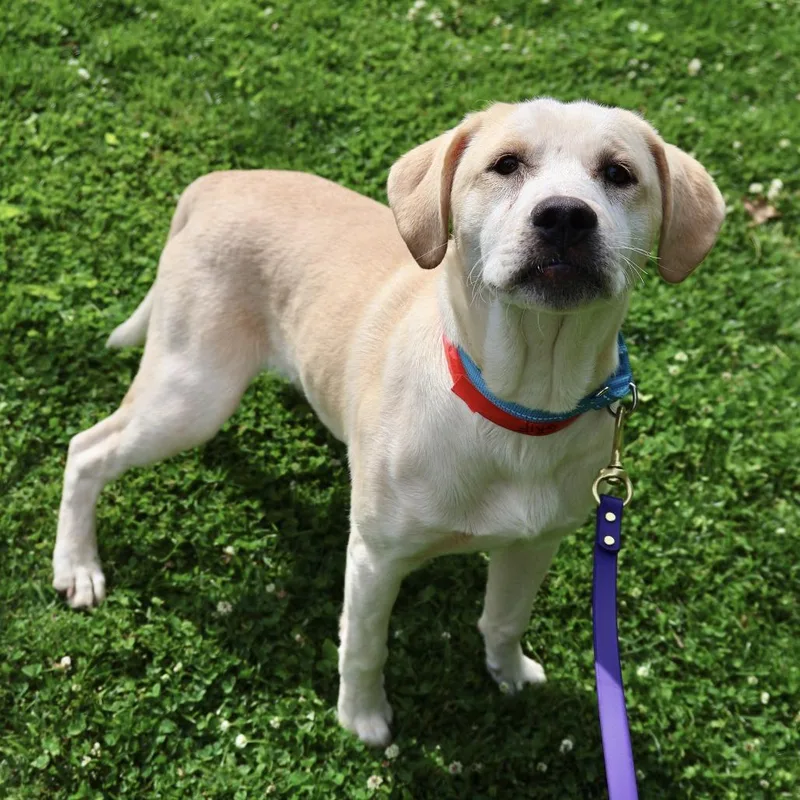 A young medium-sized male Yellow / Tan / Blond / Fawn Pointer dog named Griff for adoption in Briarcliff Manor, NY