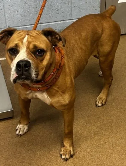 An adult large-sized female Mixed Breed dog named Nibblerz for adoption in Chamblee, GA