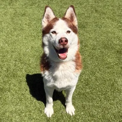 An adult large-sized male Red / Chestnut / Orange Siberian Husky dog named Thor for adoption in Idaho Falls, ID