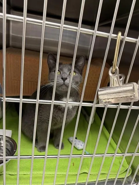 An adult small-sized female Domestic Short Hair cat named Ellie for adoption in Omaha, NE