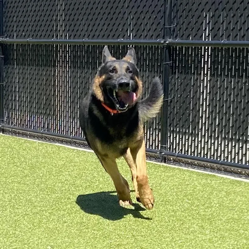 An adult large-sized male Brown / Chocolate German Shepherd Dog dog named Sargent Firefly for adoption in Greensboro, NC
