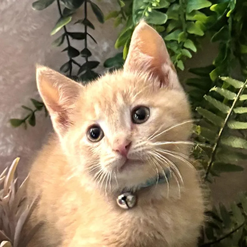 A baby small-sized male Buff / Tan / Fawn Domestic Short Hair cat named Patrick for adoption in Muncie, IN
