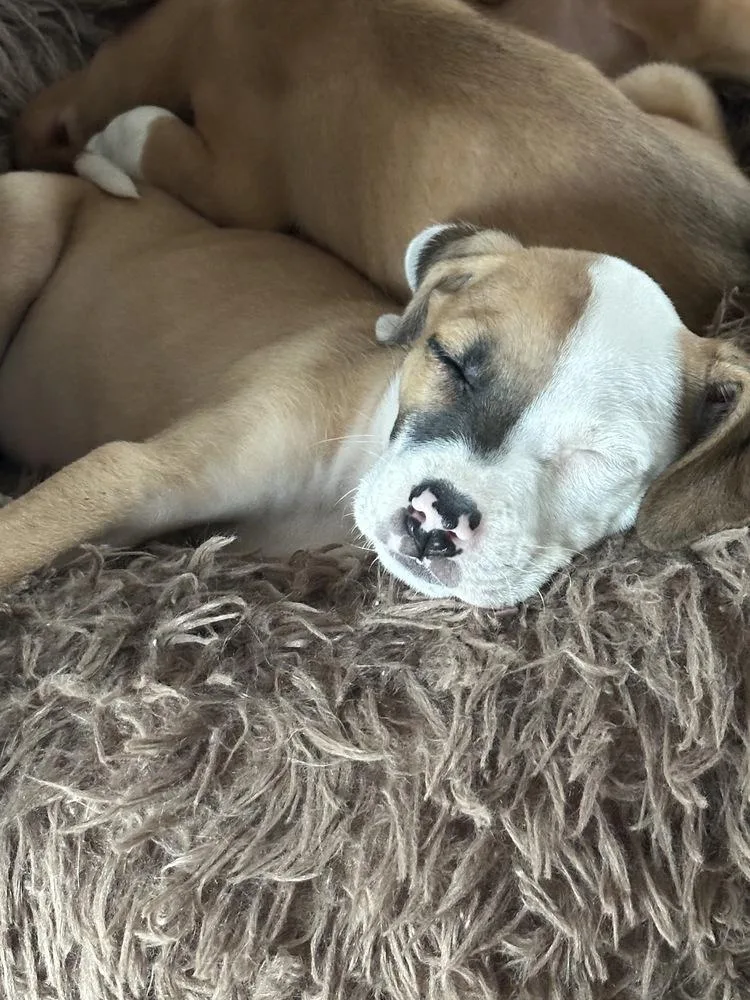 Penelope thumbnail 2