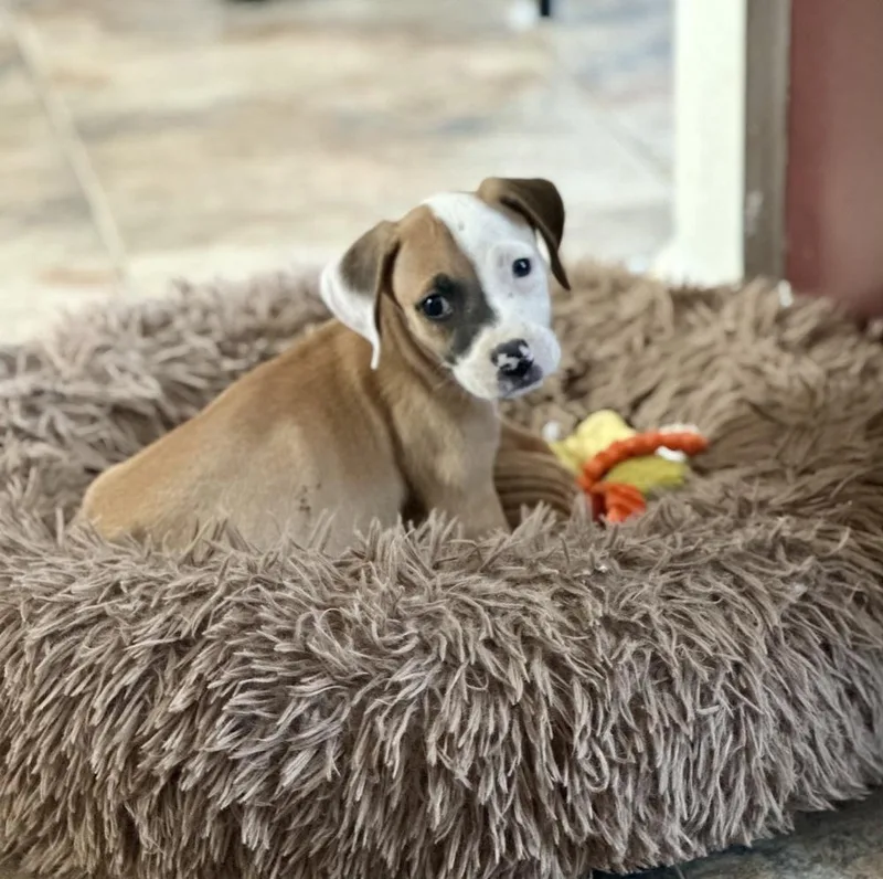 Penelope thumbnail 3