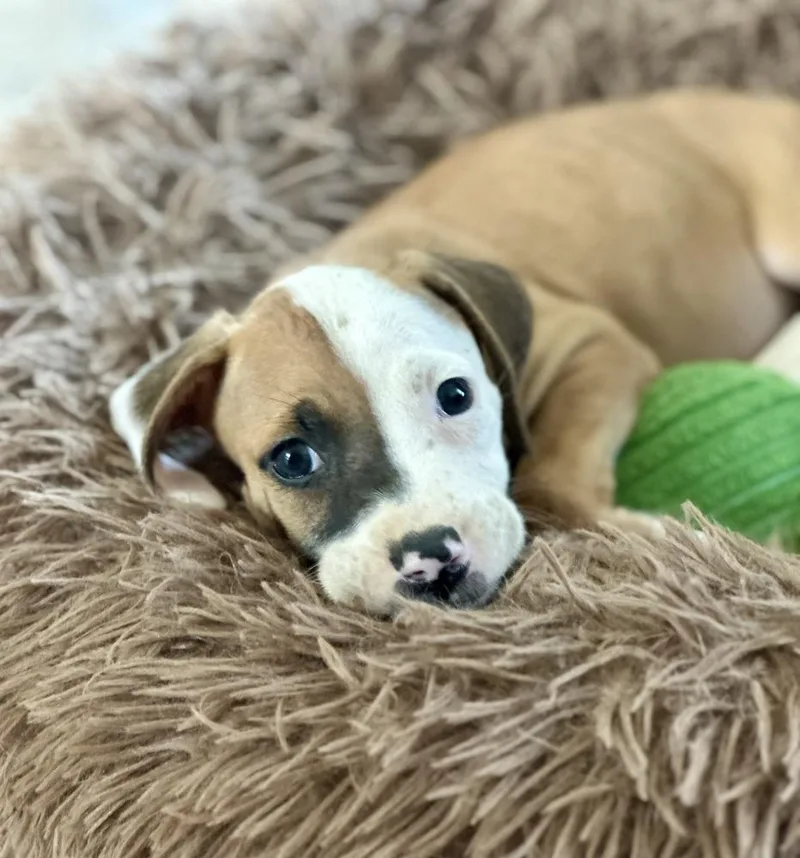 Penelope thumbnail 4