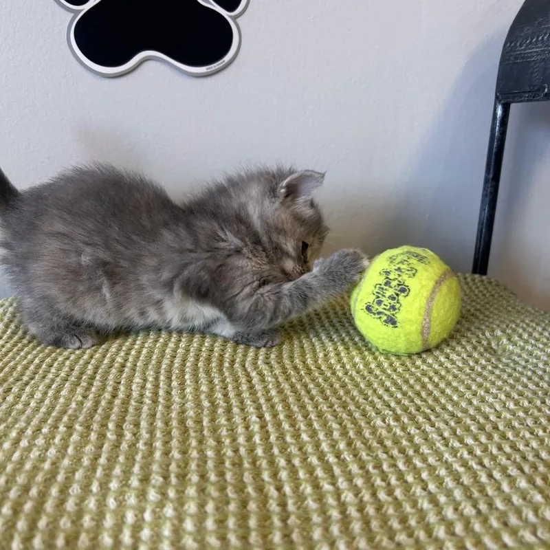 A baby small-sized female Torbie Domestic Short Hair cat named Camellia for adoption in Little Rock, AR