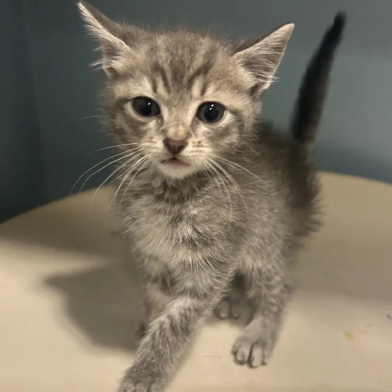 A baby small-sized male Gray / Blue / Silver Domestic Short Hair cat named Landon James for adoption in Chattanooga, TN