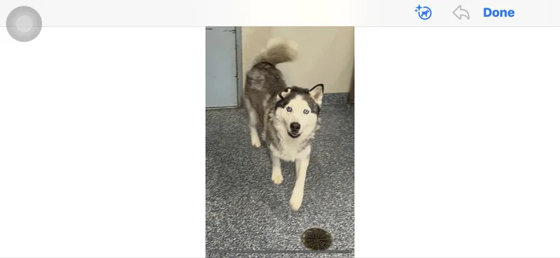 A young large-sized female Black Siberian Husky dog named Ally for adoption in Dallas, TX