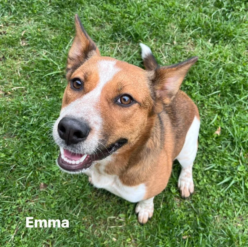 A young medium-sized female Merle (Red) Australian Cattle Dog / Blue Heeler dog named Emma for adoption in Moline, IL