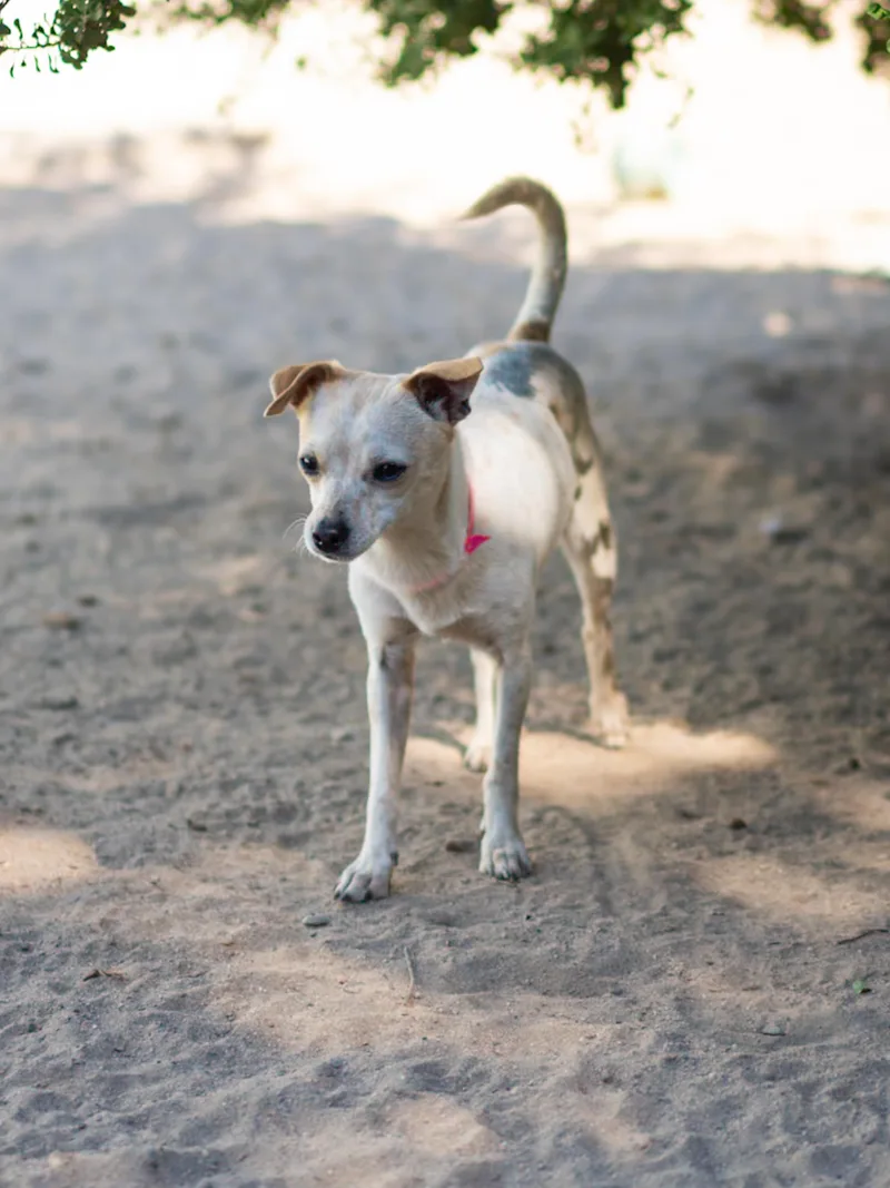 A young small-sized female White / Cream Chihuahua dog named Amelia for adoption in Fresno, CA