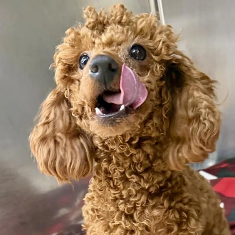 An adult small-sized female Mixed Breed dog named River Rosie for adoption in Long Island City, NY