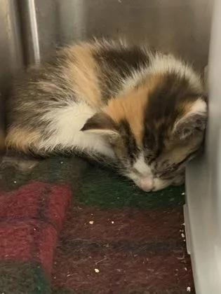 A baby small-sized female Domestic Short Hair cat named Bonnie for adoption in Westland, MI