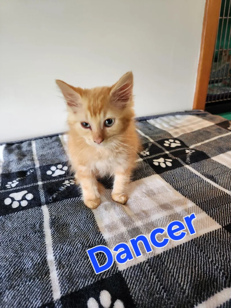 Dancer