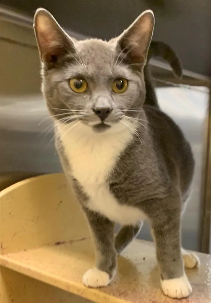 An adult medium-sized male Domestic Short Hair cat named Thomas for adoption in Cumming, GA
