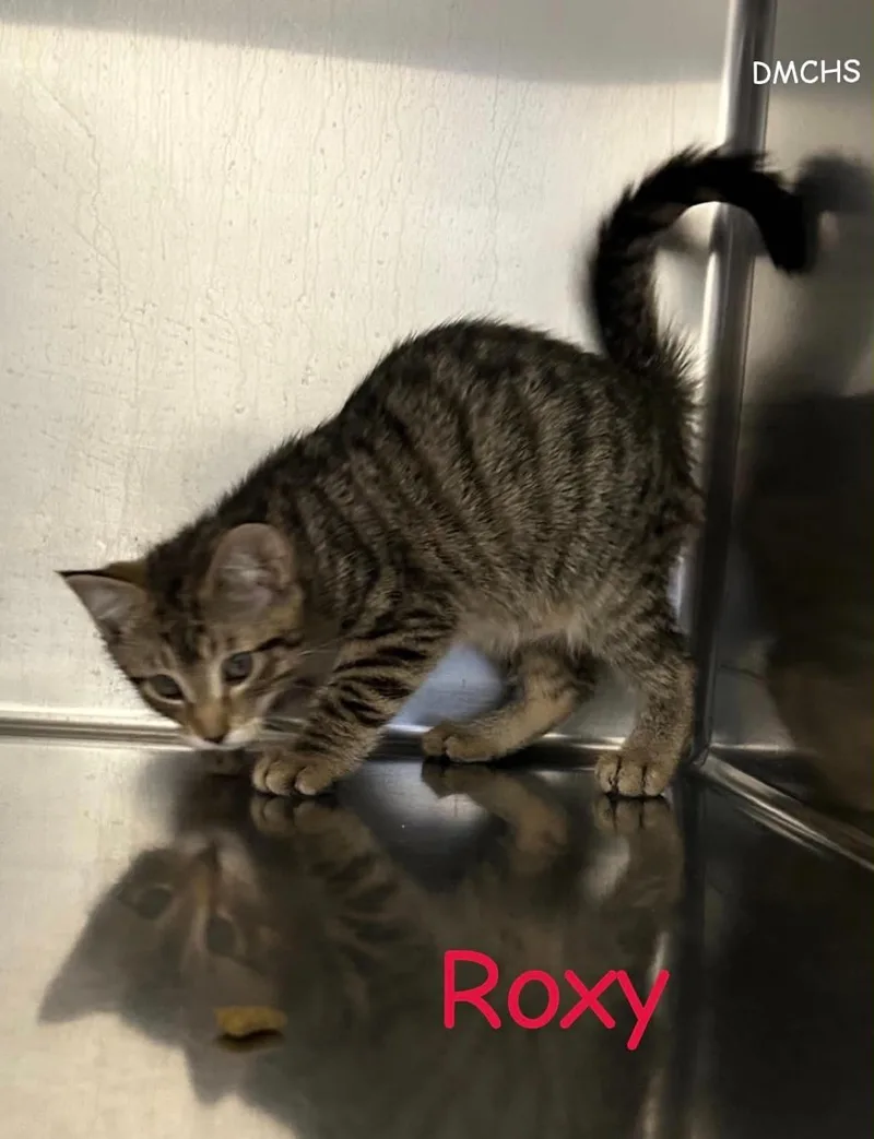 A baby small-sized female Tabby (Brown / Chocolate) Domestic Short Hair cat named Roxy for adoption in Burlington, IA