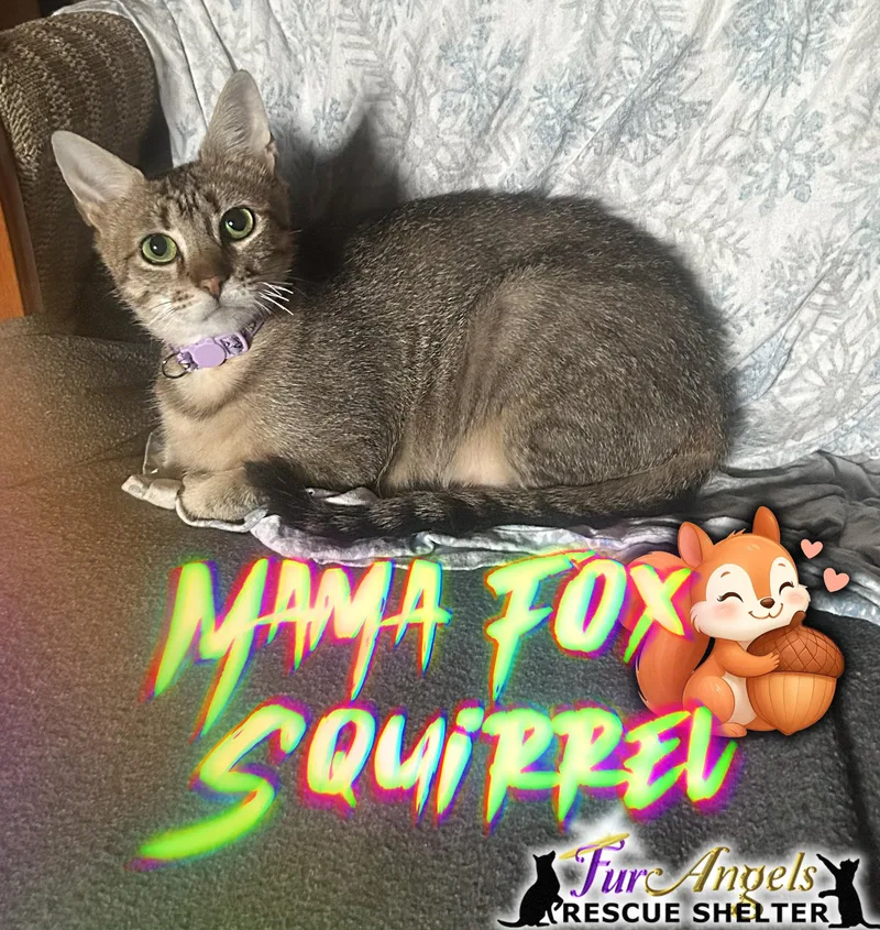 A young medium-sized female Brown / Chocolate Domestic Short Hair cat named Mama Fox Squirrel for adoption in Toledo, OH