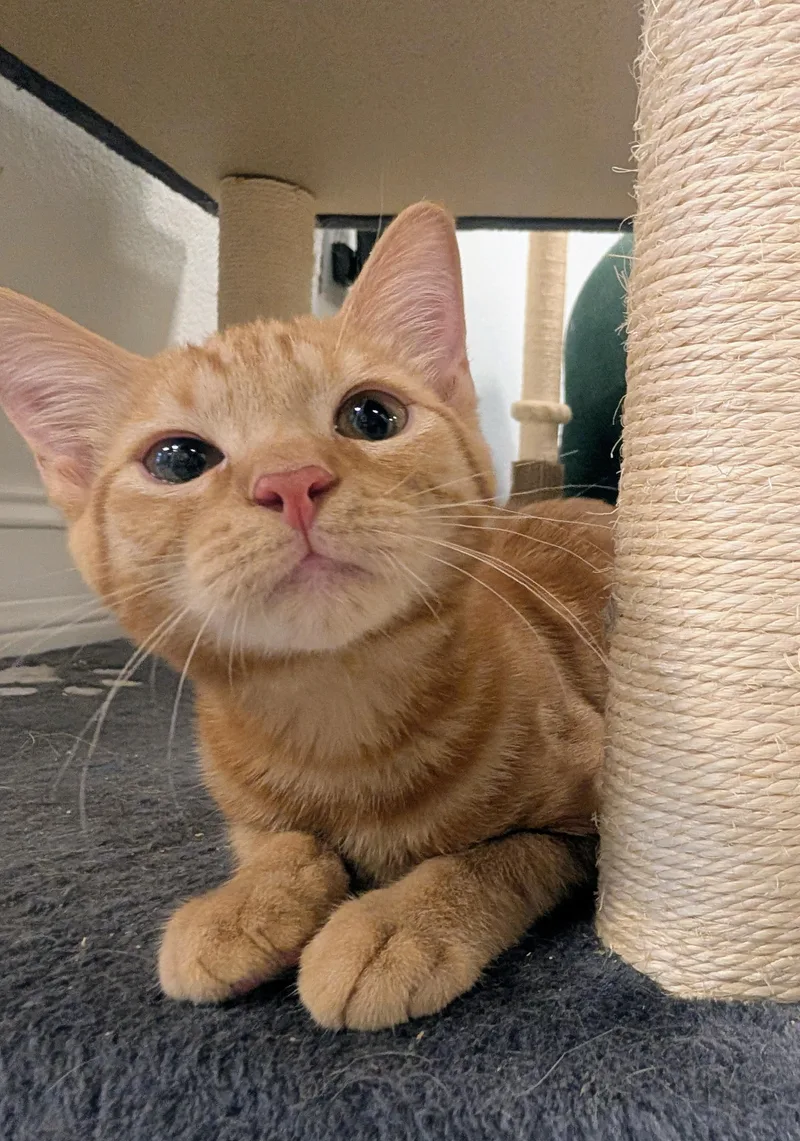A baby medium-sized male Tabby (Orange / Red) Domestic Short Hair cat named August for adoption in Palm Harbor, FL